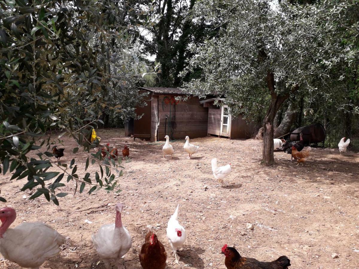 Alle Preci Country House Santa Restituta Exterior photo